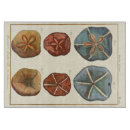 Search for sand dollar Shell