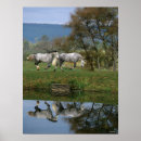 Search for bob posters Horses
