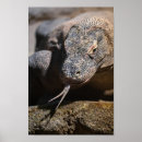 Search for komodo dragon posters Animal