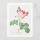 Search for cabbage rose postcards Floral