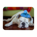 Search for young magnets Dog