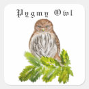 Search for little owl stickers Animals