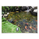Search for koi pond posters Waterfall