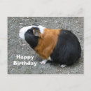 Search for pig pic cards Cavy