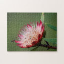Search for capensis Colour image