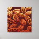Search for pollen canvas prints Life science