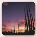 Search for norte Cactus