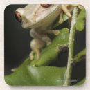 Search for leptopelis Nature