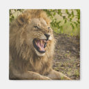 Search for panthera magnets Nature