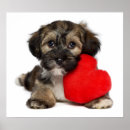 Search for havanese posters Breed