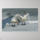 Search for trumpeter swan posters Waterfowl