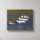Search for rowing fours Colourful
