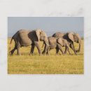 Search for amboseli postcards Maasai mara national reserve