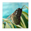 Search for wing tiles Nature