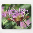 Search for hummingbird mousepads Nature