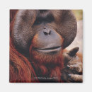 Search for wildlife magnets Primate
