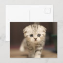 Search for holiday folded postcards Cat
