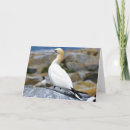 Search for gannet postcards Wildlife