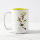 Search for warbler mugs Audubon