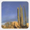 Search for baja stickers Cardon cactus