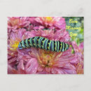 Search for salmon pink postcards Floral