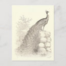 Search for pen and ink drawing postcards Vintage