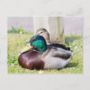 Search for anas postcards Mallard