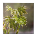 Search for green leaf tiles Blossom