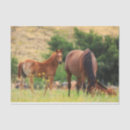 Search for filly photography Foal
