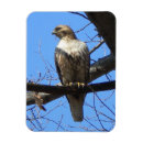 Search for juvenile magnets Bird