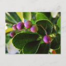 Search for berry postcards Garden