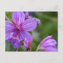 Search for wildflowers postcards Glacier national park