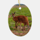 Search for australian christmas tree decorations Nature