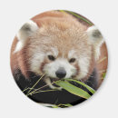 Search for panda magnets Modern