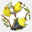 Search for goldfinch stickers Finches
