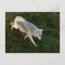 Search for wolf postcards Pack