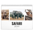 Search for big cat photography Animal
