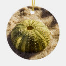 Search for beach shells christmas tree decorations Sand
