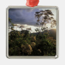 Search for evening christmas tree decorations Environment