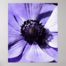 Search for anemone posters Floral