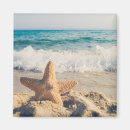 Search for starfish magnets Sandy beach
