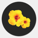 Search for black hibiscus stickers Flower