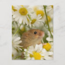 Search for daisys postcards Mouse