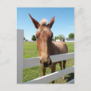 Search for curious postcards Farm