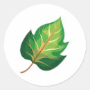 Search for leaf texture stickers Background