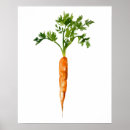 Search for orange carrot posters Vegetable
