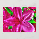 Search for azalea postcards Red