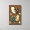 Search for shell canvas prints Conch seashell