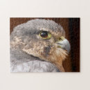 Search for birds of prey puzzles Falcon