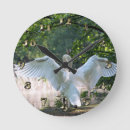 Search for swan clocks Water bird
